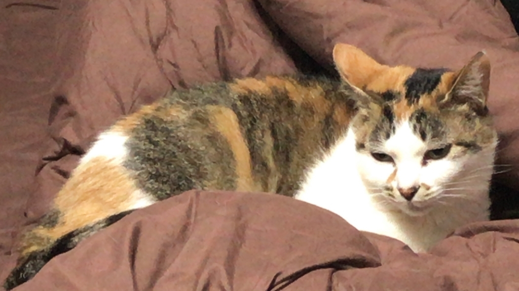 f:id:happycome_hogetsu:20180310234811j:plain f:id:happycome_hogetsu:20180310234811j:plain