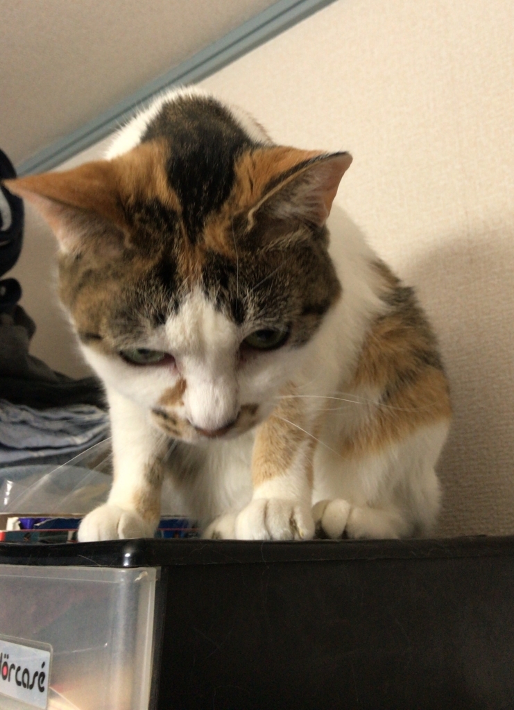 f:id:happycome_hogetsu:20180402233953j:plain