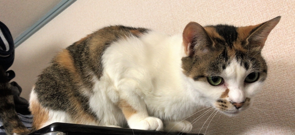 f:id:happycome_hogetsu:20180403232113j:plain