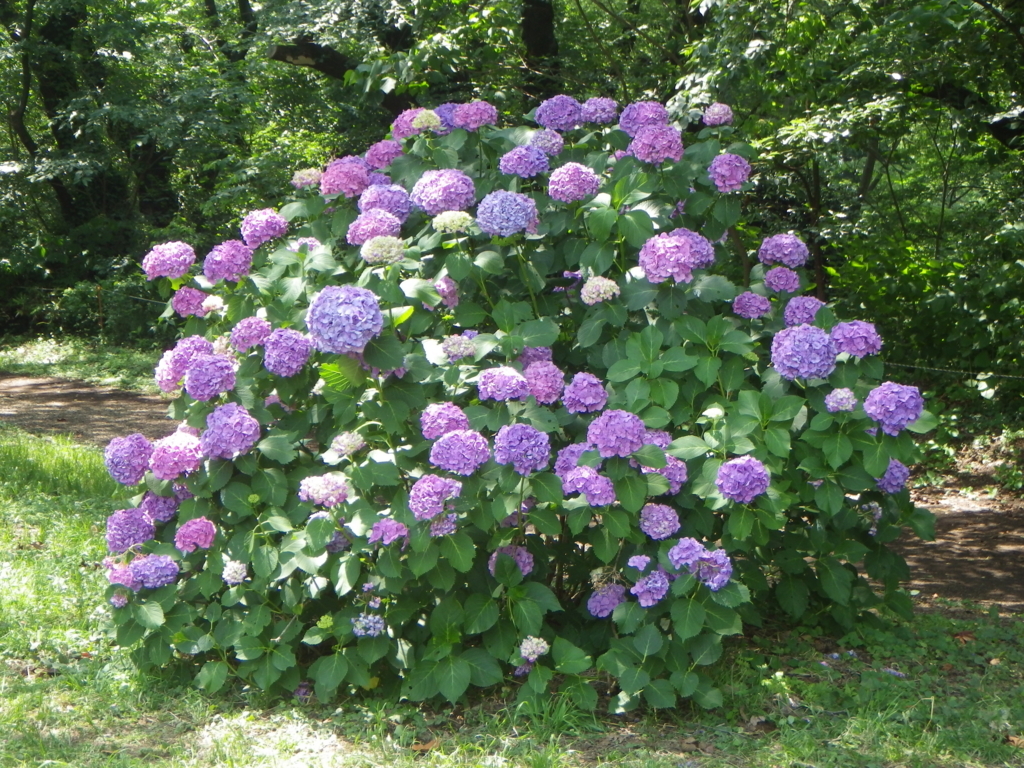 f:id:happycome_hogetsu:20180609235106j:plain