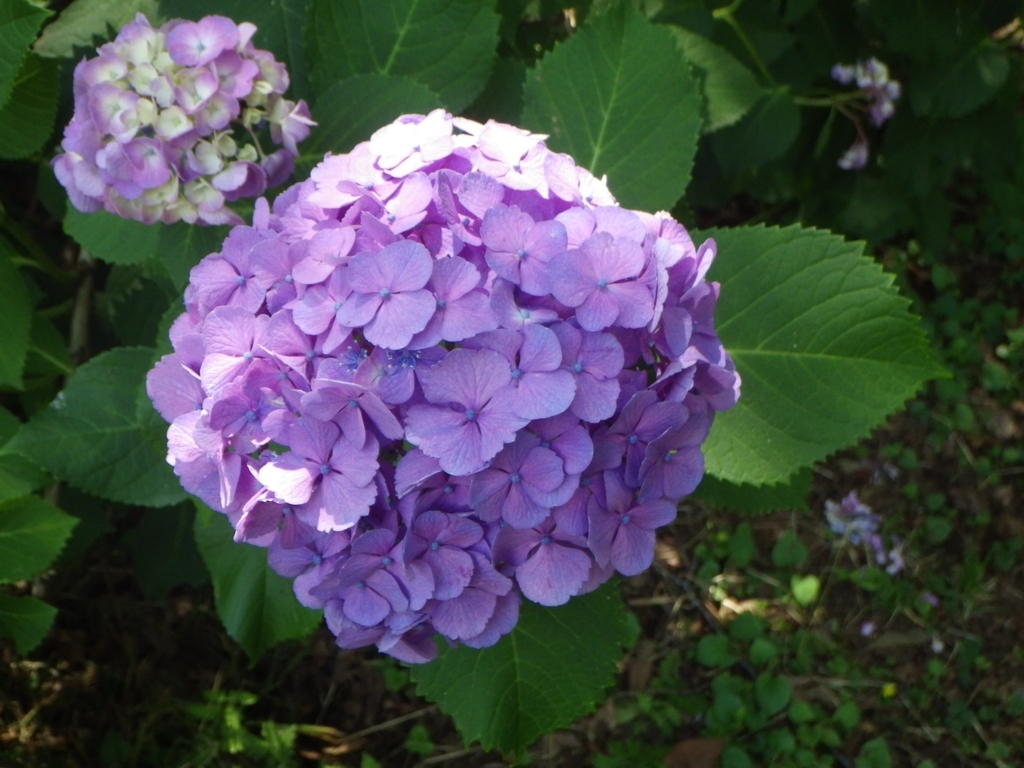 f:id:happycome_hogetsu:20180609235445j:plain