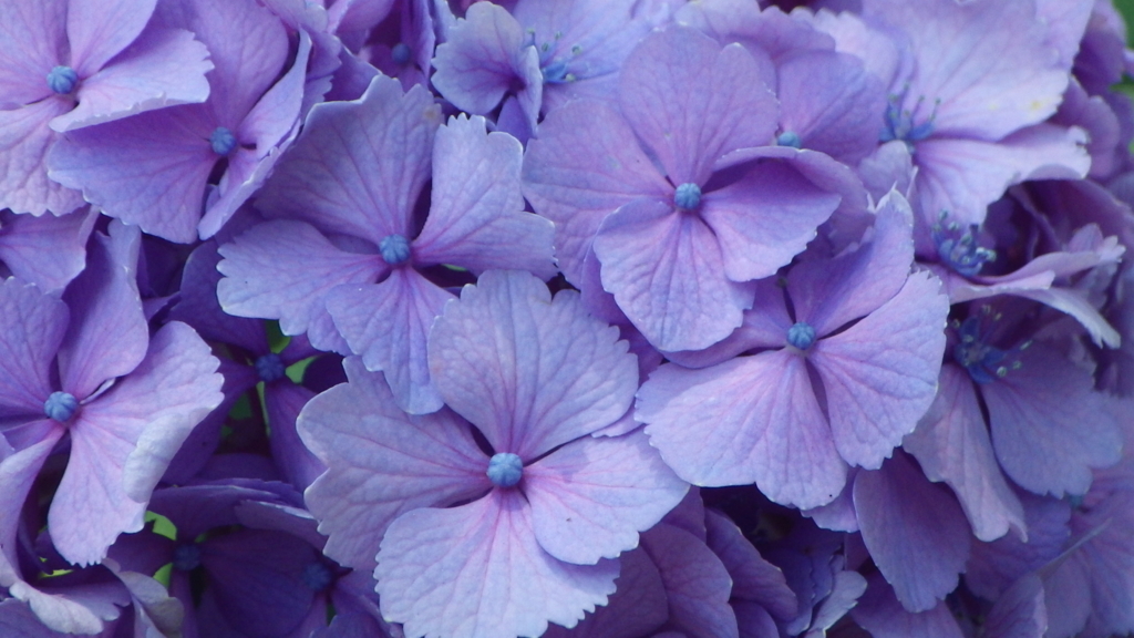 f:id:happycome_hogetsu:20180609235606j:plain