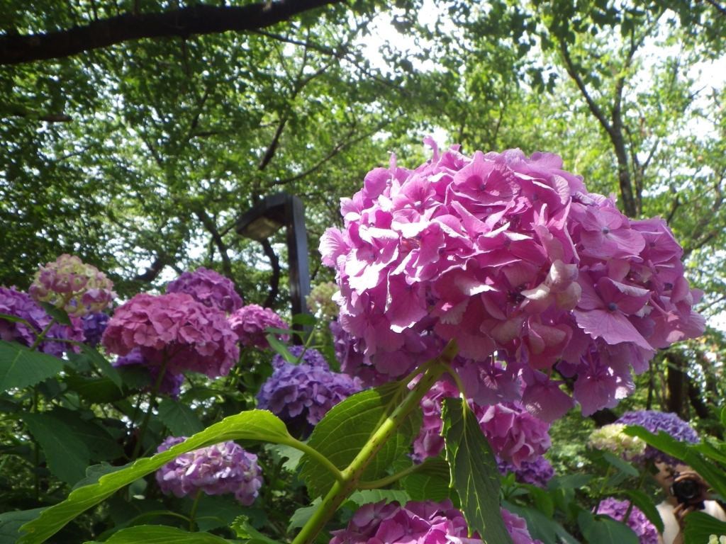 f:id:happycome_hogetsu:20180610000552j:plain