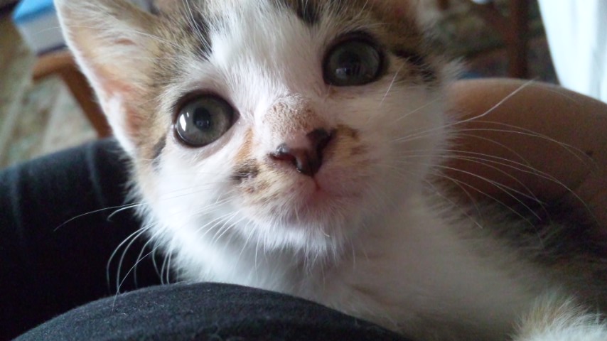 f:id:happycome_hogetsu:20180801232554j:plain f:id:happycome_hogetsu:20180801232554j:plain