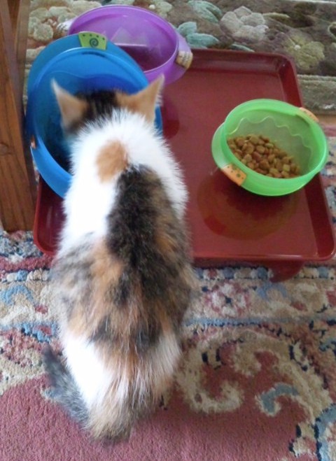 f:id:happycome_hogetsu:20180801232655j:plain f:id:happycome_hogetsu:20180801232655j:plain