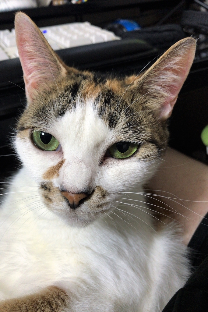 f:id:happycome_hogetsu:20180906000605j:plain f:id:happycome_hogetsu:20180906000605j:plain