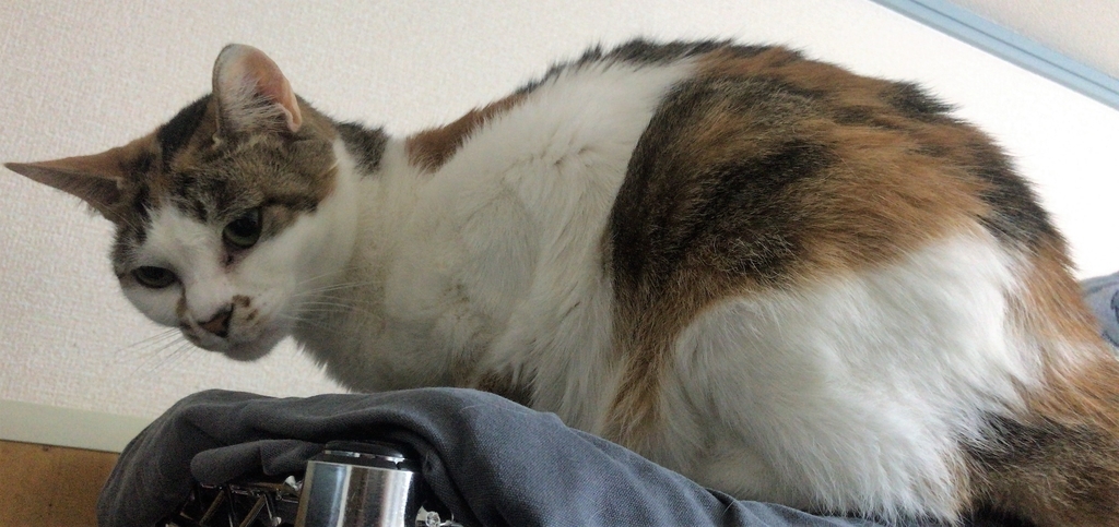 f:id:happycome_hogetsu:20190301022130j:plain