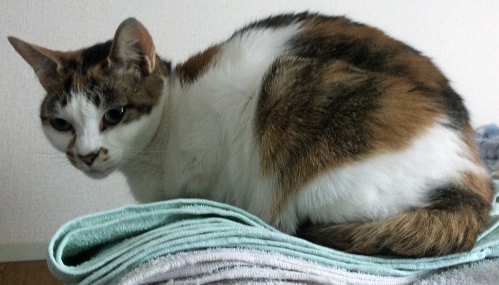 f:id:happycome_hogetsu:20190308010734j:plain