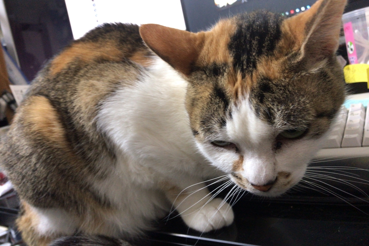 f:id:happycome_hogetsu:20190417015846j:plain