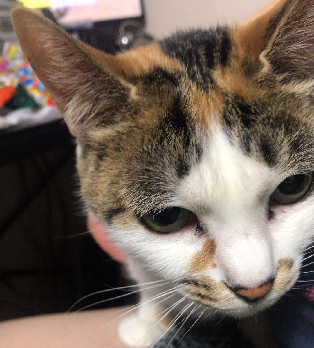 f:id:happycome_hogetsu:20190425014439j:plain