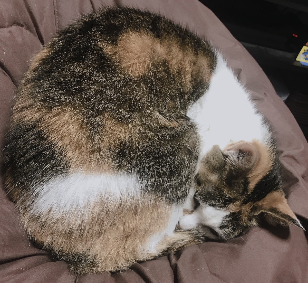 f:id:happycome_hogetsu:20190628061233j:plain