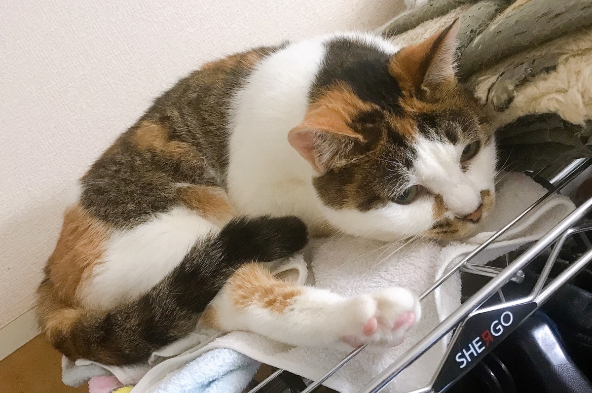 f:id:happycome_hogetsu:20190831193718j:plain f:id:happycome_hogetsu:20190831193718j:plain