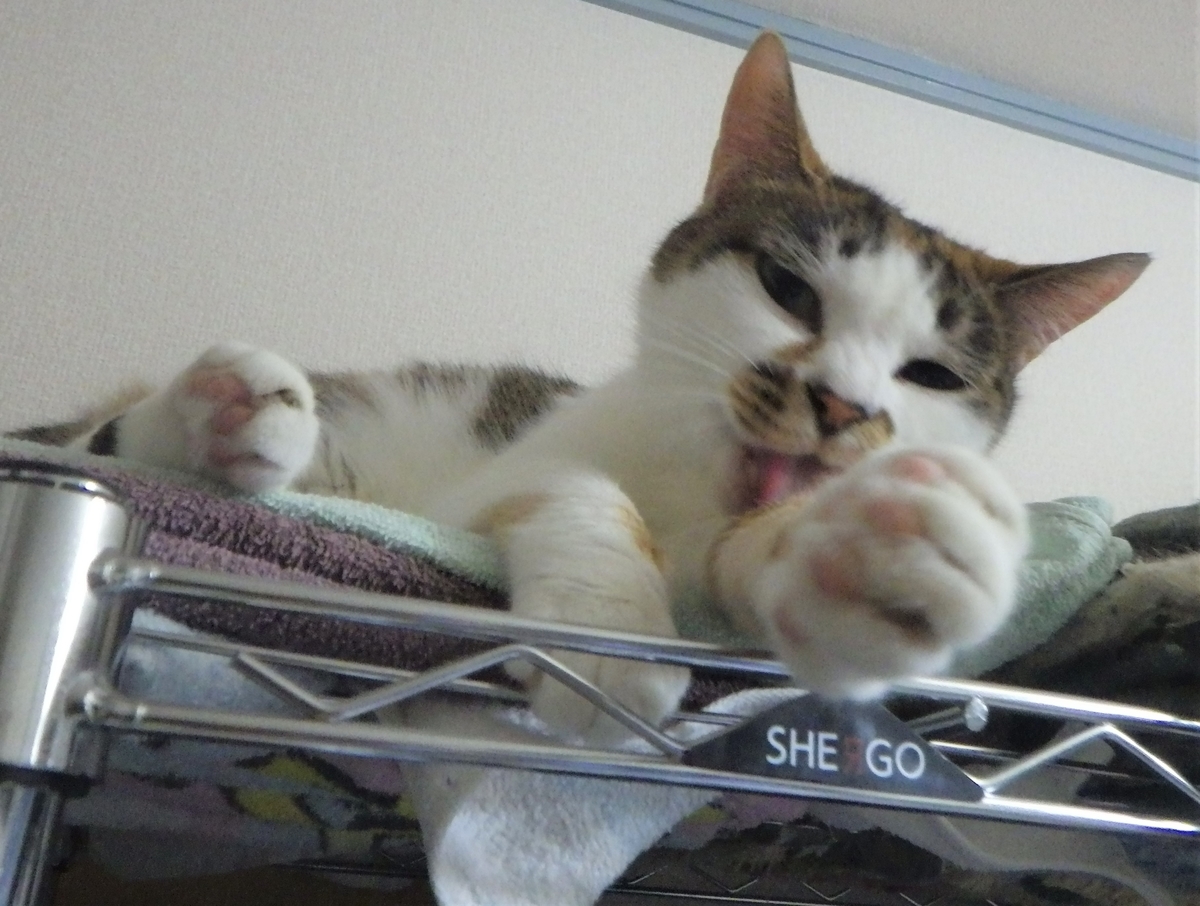 f:id:happycome_hogetsu:20190912015534j:plain