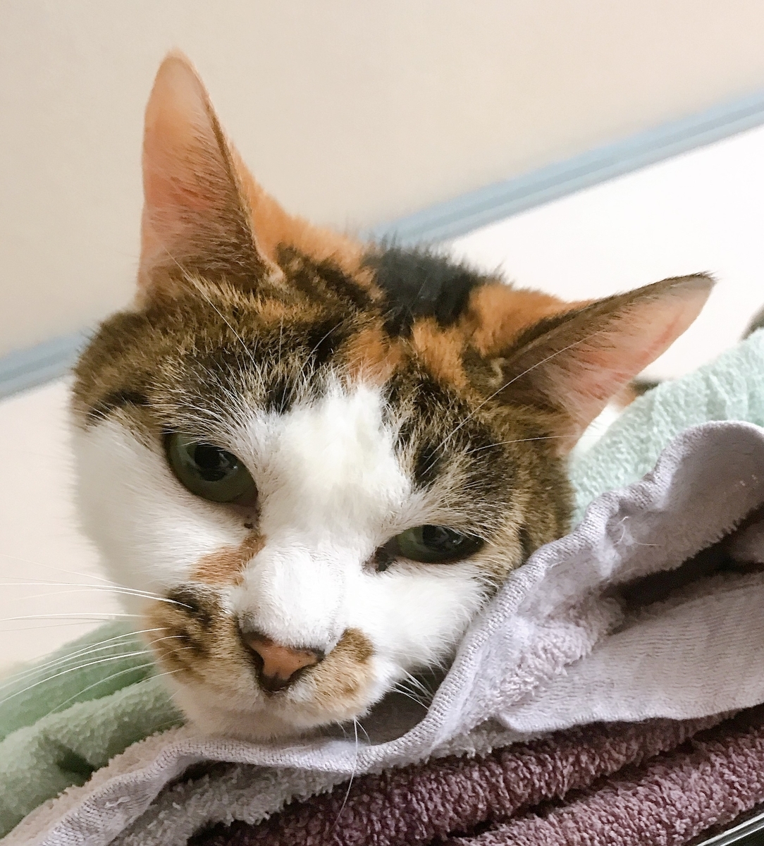 f:id:happycome_hogetsu:20191016005215j:plain