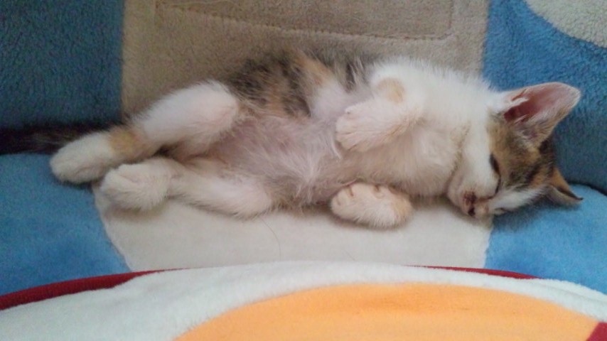 f:id:happycome_hogetsu:20191224014940j:plain