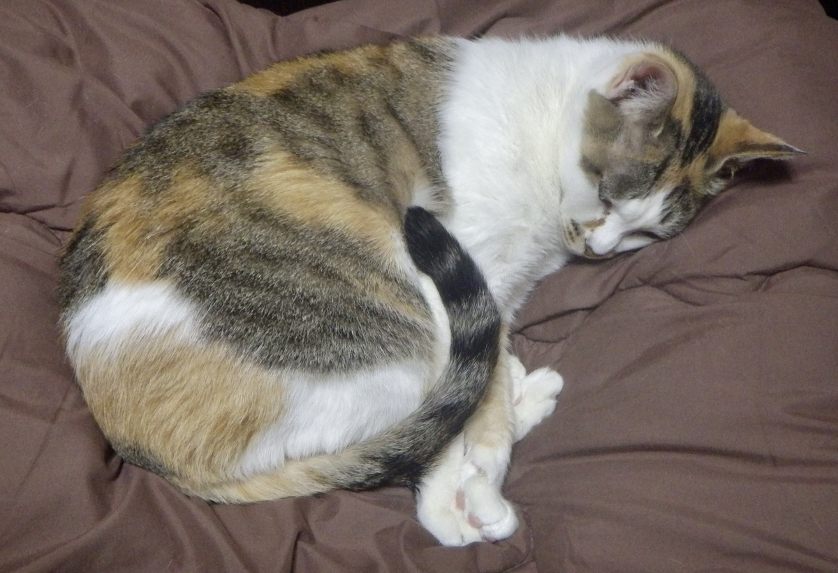 f:id:happycome_hogetsu:20200218024120j:plain f:id:happycome_hogetsu:20200218024120j:plain