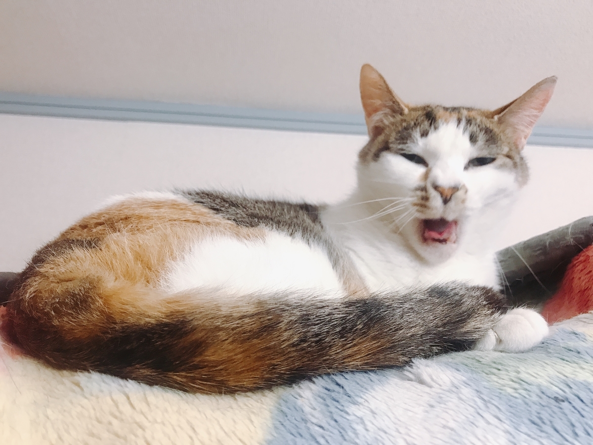 f:id:happycome_hogetsu:20200301155437j:plain