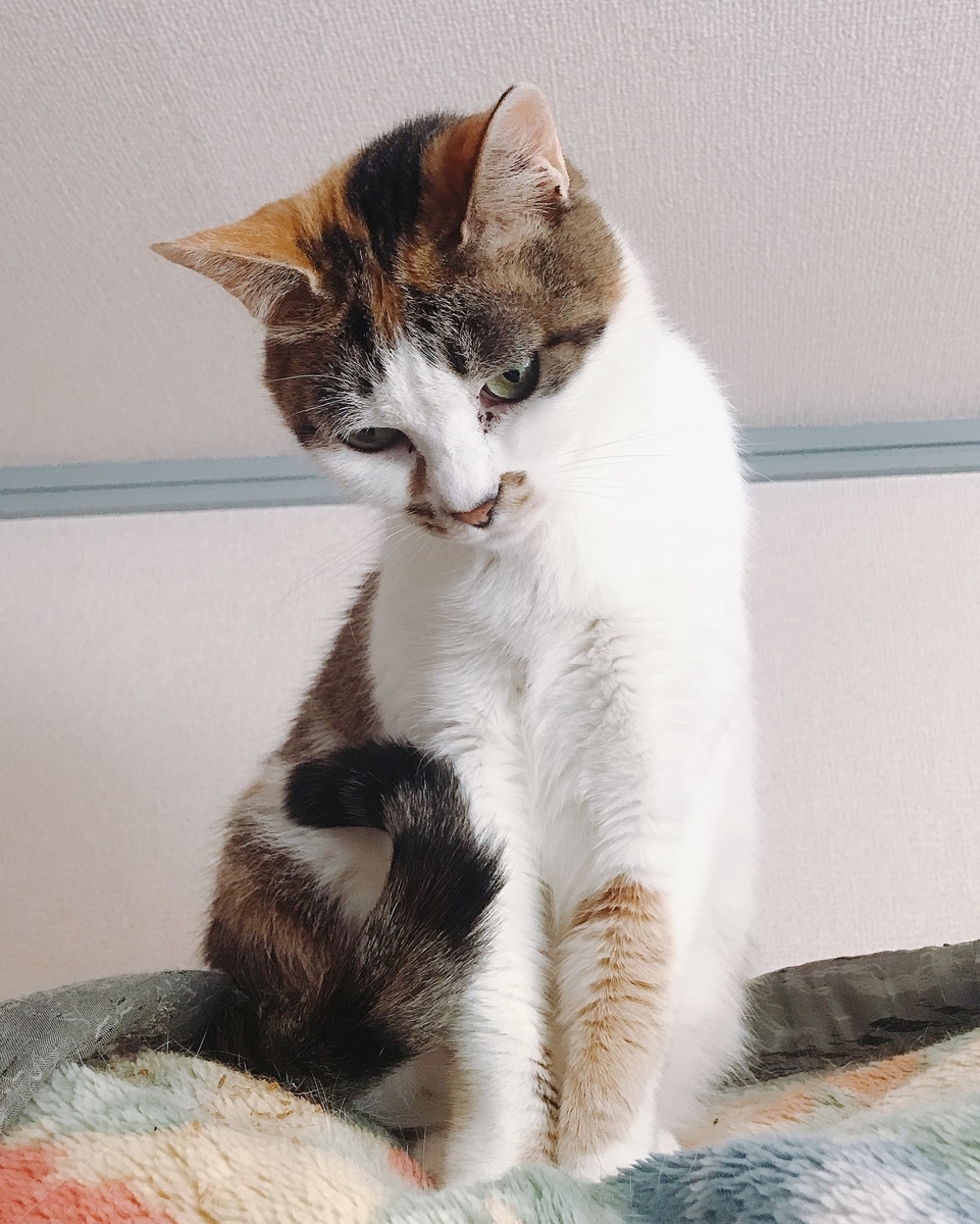 f:id:happycome_hogetsu:20200414004624j:plain f:id:happycome_hogetsu:20200414004624j:plain