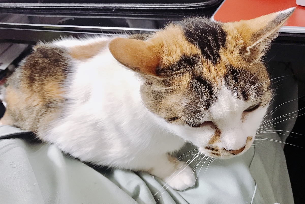 f:id:happycome_hogetsu:20200414010841j:plain f:id:happycome_hogetsu:20200414010841j:plain