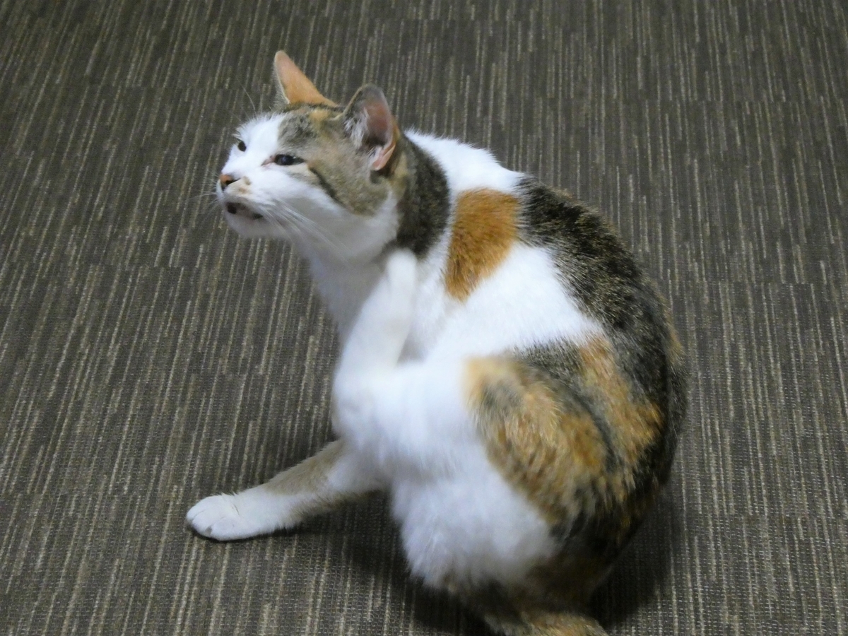 f:id:happycome_hogetsu:20200429032018j:plain