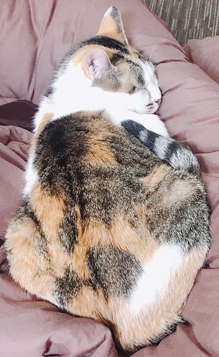 f:id:happycome_hogetsu:20200505051213j:plain