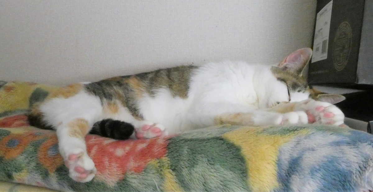 f:id:happycome_hogetsu:20200606013157j:plain f:id:happycome_hogetsu:20200606013157j:plain