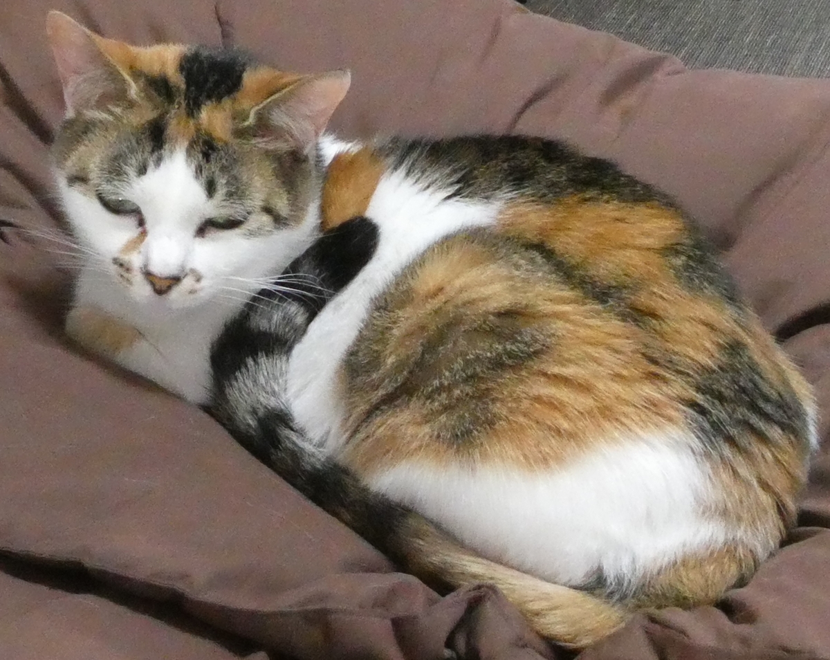 f:id:happycome_hogetsu:20200723235404j:plain