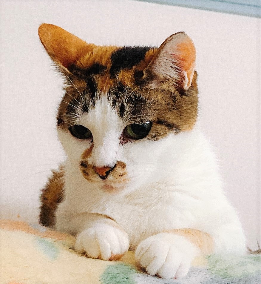 f:id:happycome_hogetsu:20201210001628j:plain