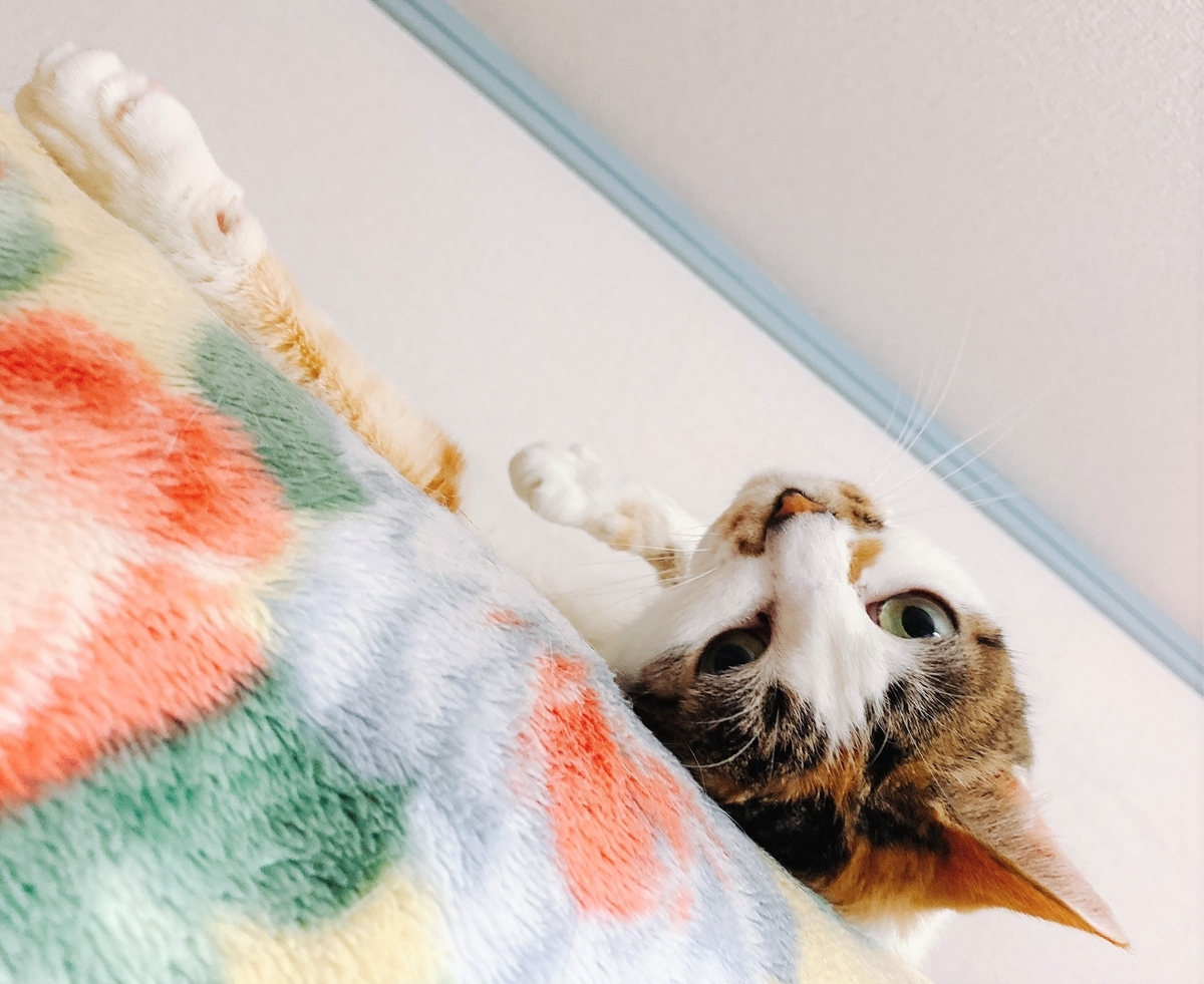 f:id:happycome_hogetsu:20201219233835j:plain