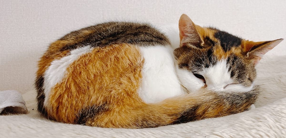 f:id:happycome_hogetsu:20210114005812j:plain