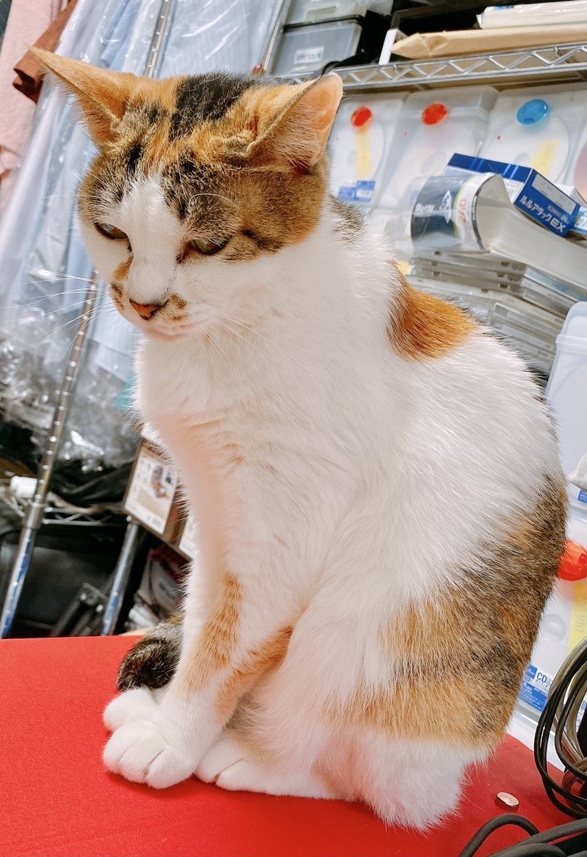 f:id:happycome_hogetsu:20210728000725j:plain