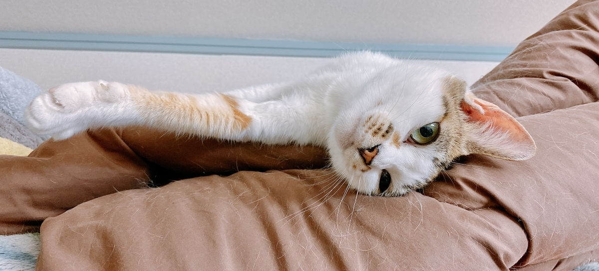 f:id:happycome_hogetsu:20210824233910j:plain