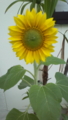 20120613183724