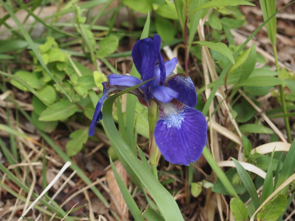 f:id:happydust:20160921230546j:plain f:id:happydust:20160921230546j:plain