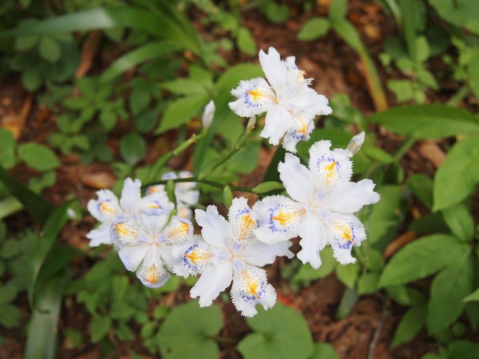 f:id:happydust:20160921230558j:plain f:id:happydust:20160921230558j:plain