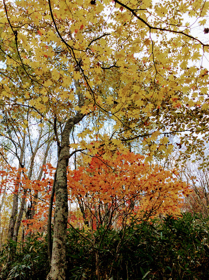 f:id:happydust:20161126214126j:plain f:id:happydust:20161126214126j:plain