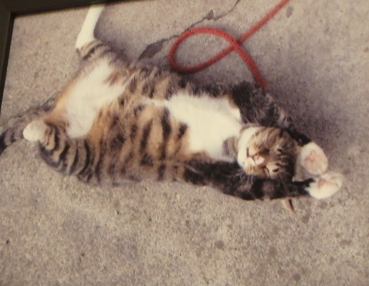 f:id:happydust:20170822074719j:plain