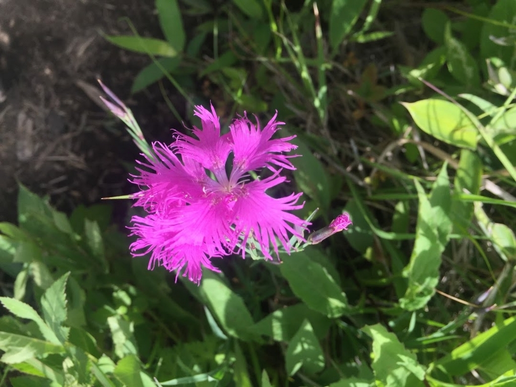 f:id:happydust:20180723144048j:plain f:id:happydust:20180723144048j:plain