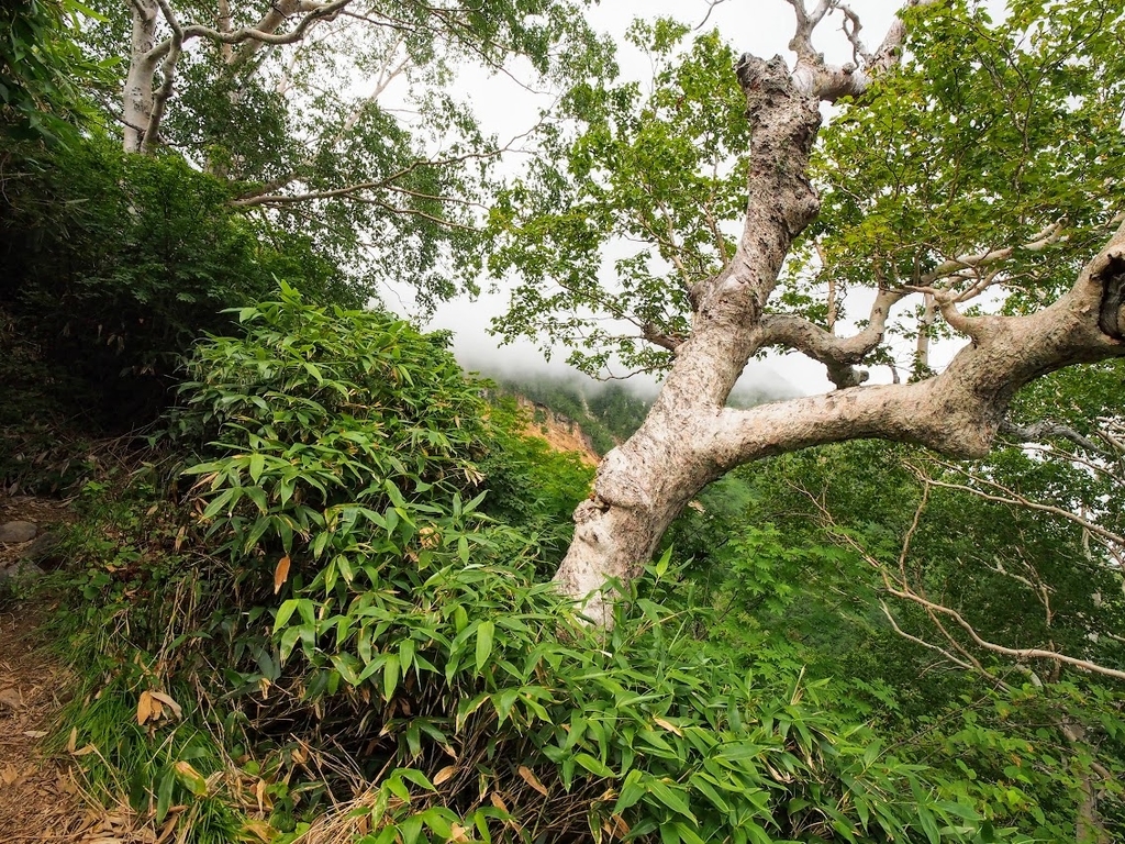 f:id:happydust:20180901160721j:plain f:id:happydust:20180901160721j:plain