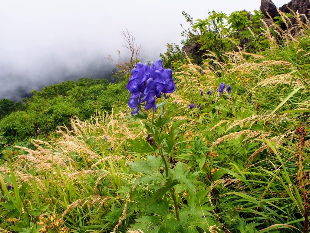 f:id:happydust:20180901160950j:plain f:id:happydust:20180901160950j:plain