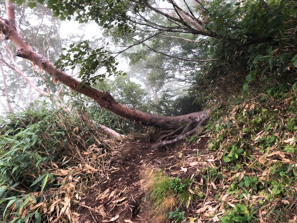 f:id:happydust:20180901161311j:plain f:id:happydust:20180901161311j:plain