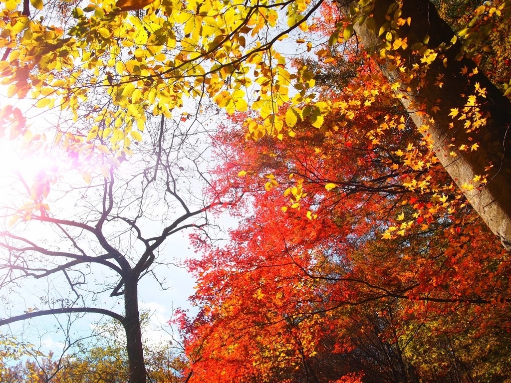 f:id:happydust:20180929172846j:plain f:id:happydust:20180929172846j:plain