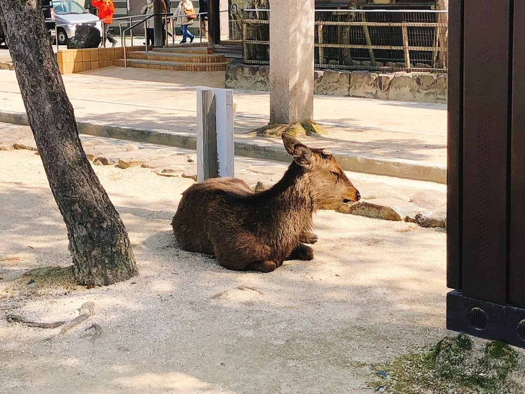 f:id:happydust:20181209053158j:plain