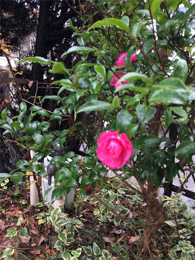 f:id:happyengel:20161127103914j:image