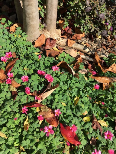 f:id:happyengel:20161128124950j:image