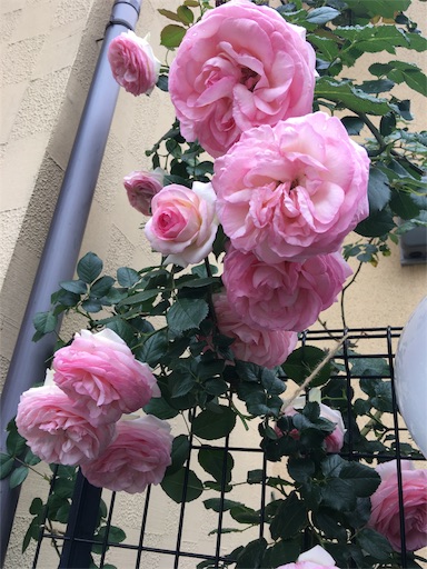 f:id:happyengel:20170603160404j:image