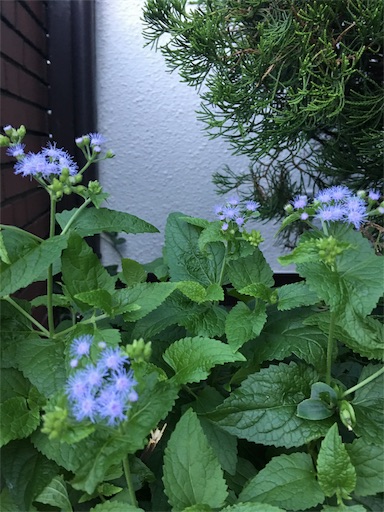f:id:happyengel:20170818113322j:image