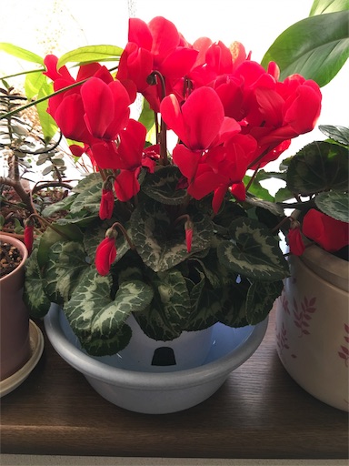 f:id:happyengel:20180102073733j:image