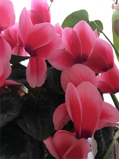 f:id:happyengel:20180315131351j:image f:id:happyengel:20180315131351j:image