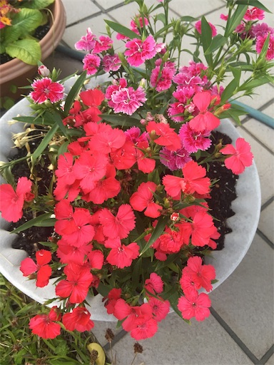 f:id:happyengel:20180409110625j:image